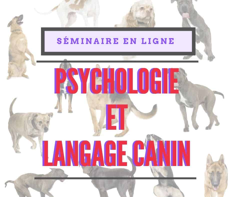 Formation en ligne sur le comportement canin