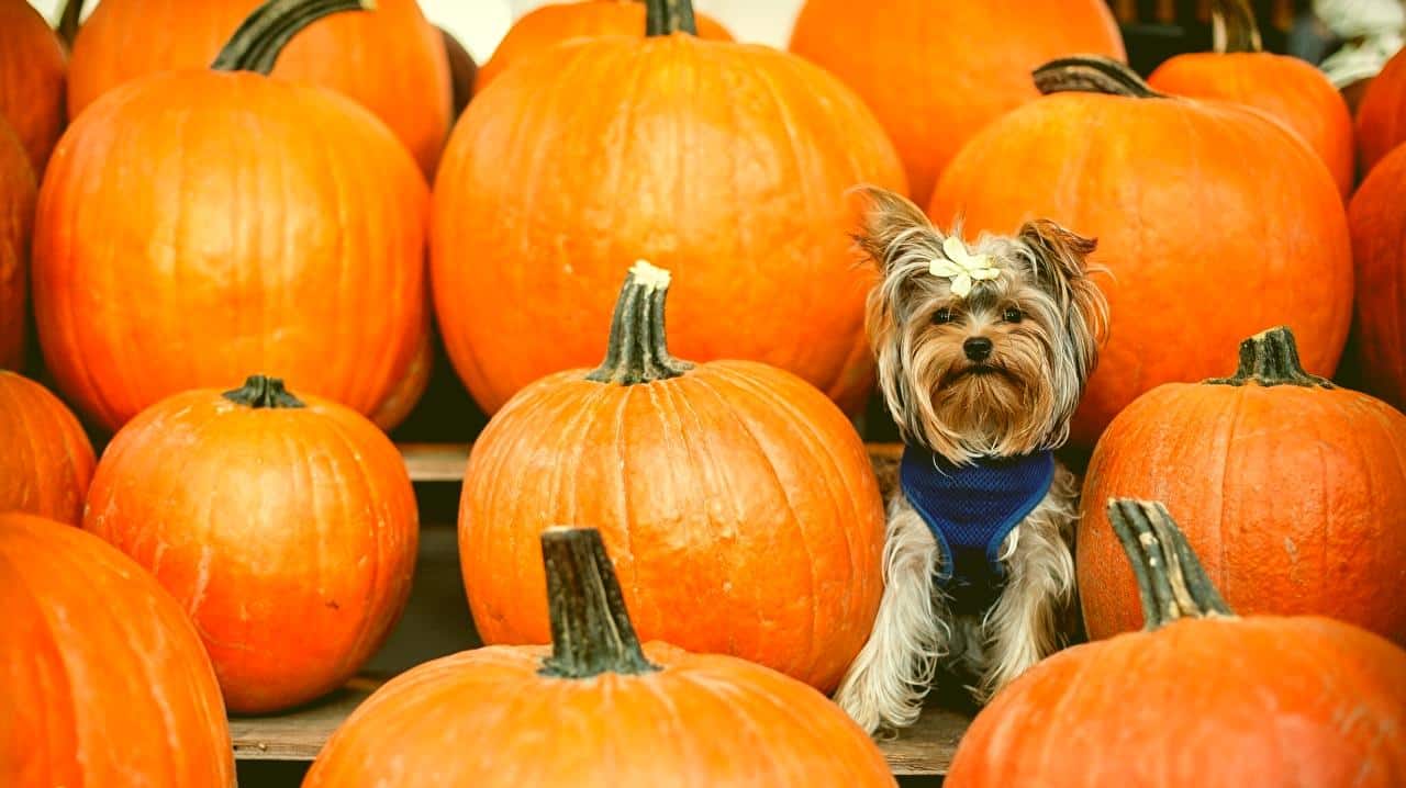 Evaluation Sur La Date La Meteo Halloween Et Les Couleurs 4 RAPPELS pour bien préparer votre CHIEN à l'Halloween - Centre Canin  Legardeur