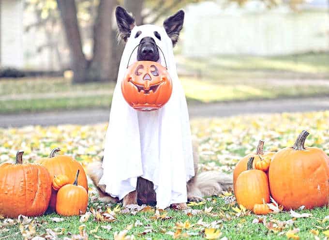 chien Halloween et citrouille