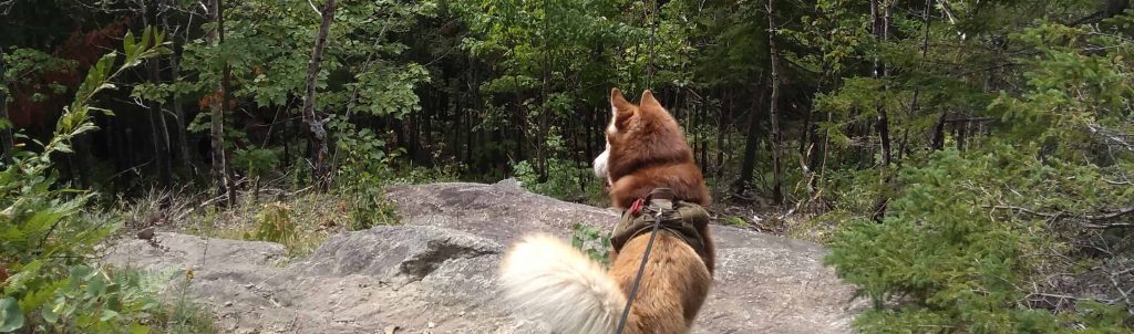 Lhistoire De Balto Centre Canin Legardeur