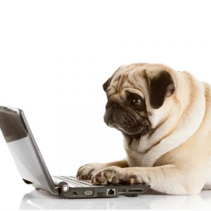 éducation canin en ligne