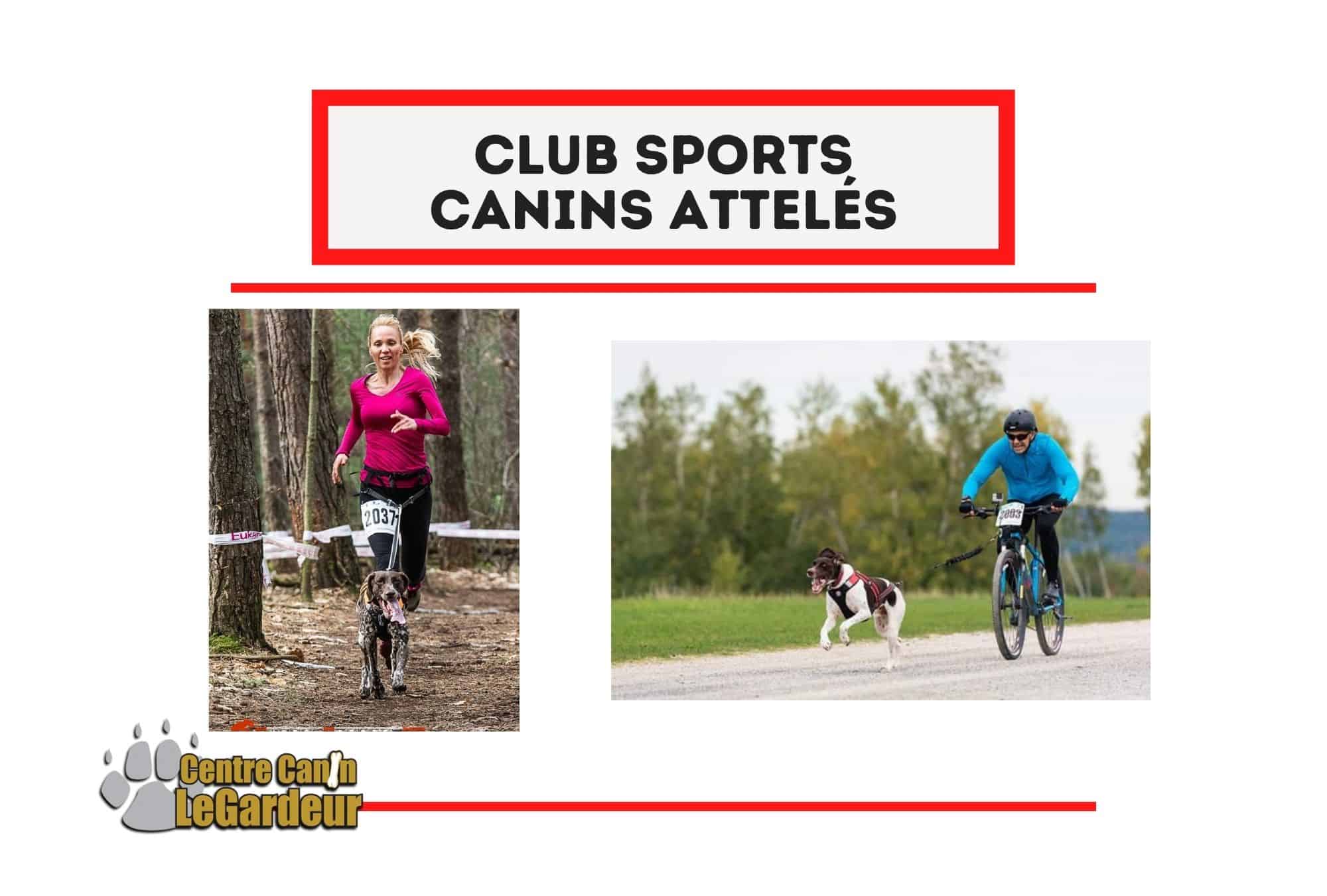 sport canin attelé canicross bikejoring