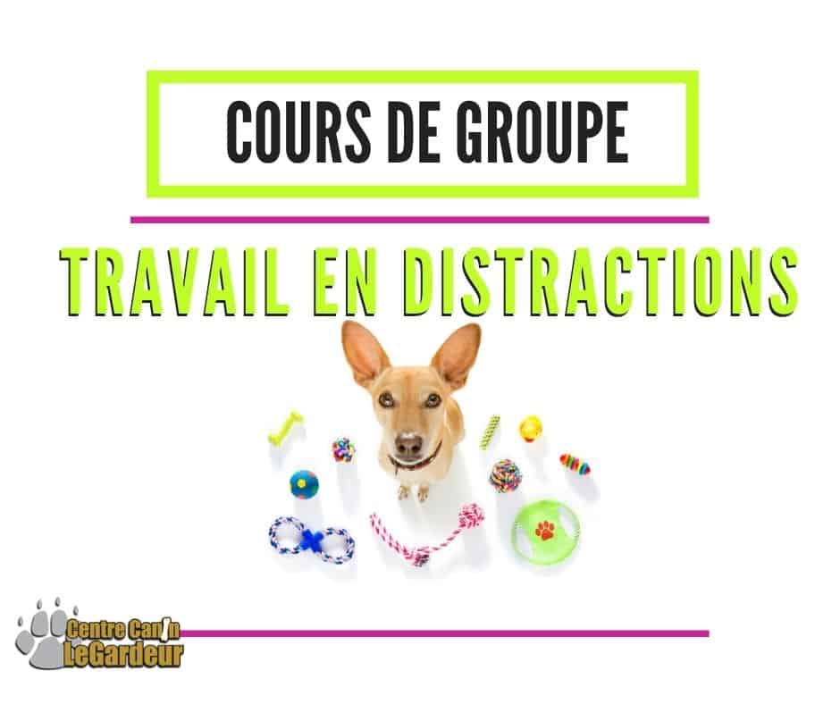 cours de groupe chiens Rive-Nord Montreal