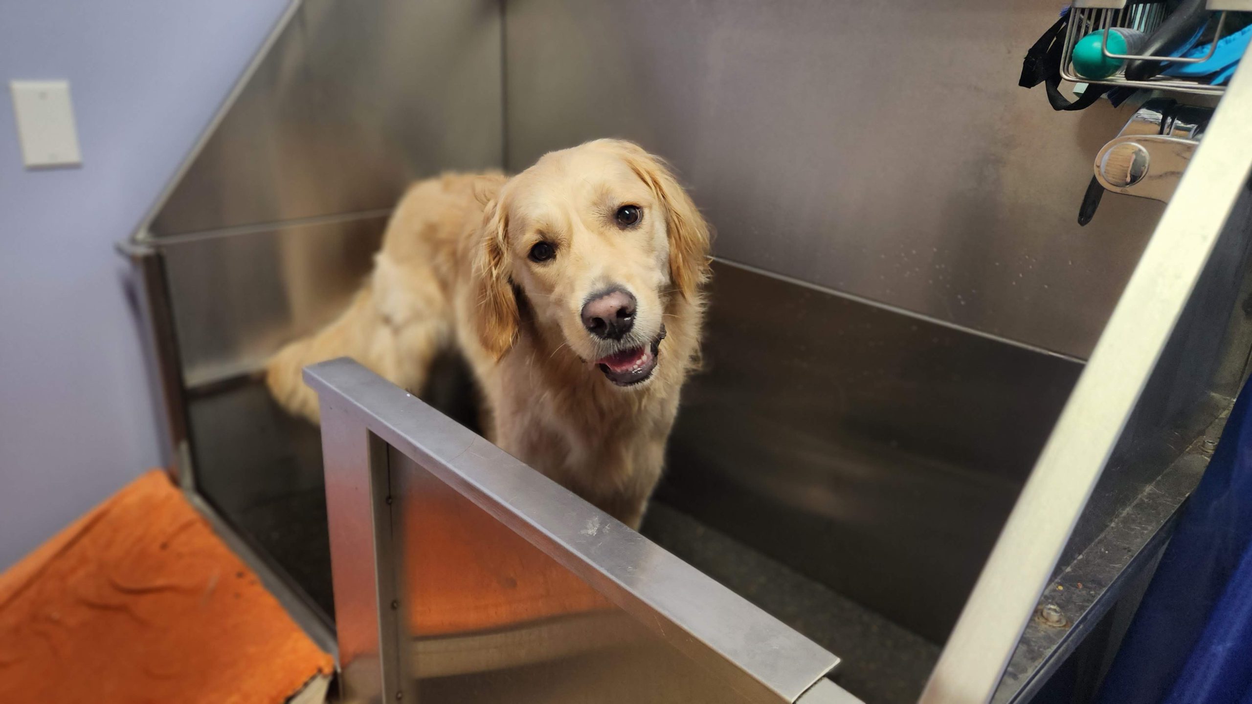 Toilettage pour chiens Repentigny Centre Canin Legardeur
